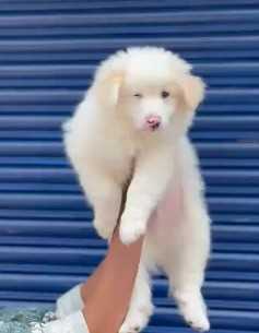 Pomeranian For Sale In Bangalore