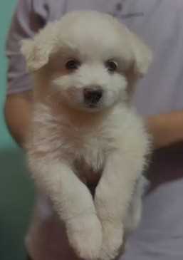 Pomeranian For Sale In Bangalore