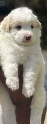 Pomeranian For Sale In Bangalore
