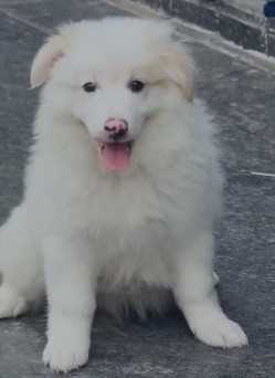 Pomeranian For Sale In Bhopal