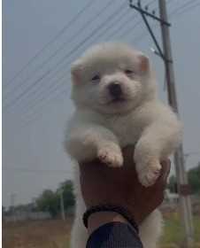 Pomeranian For Sale In Bhopal