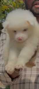 Pomeranian For Sale In Bhopal