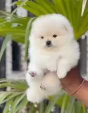 Culture Pomeranian For Sale In Hyderabad
