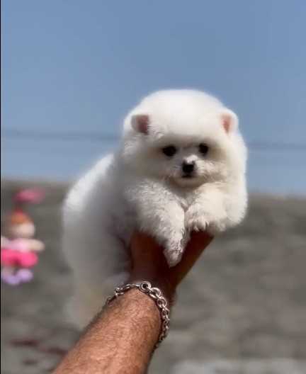 Culture Pomeranian For Sale In Hyderabad
