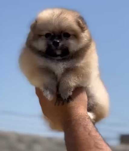 Culture Pomeranian For Sale In Hyderabad