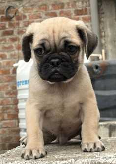 Pug For Sale In Mumbai