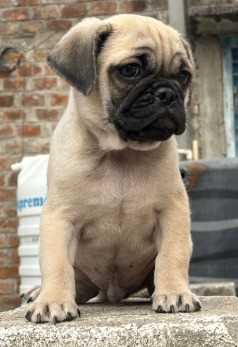Pug For Sale In Mumbai