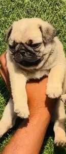 Pug For Sale In Coimbatore