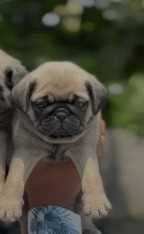 Pug For Sale In Coimbatore