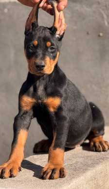 Doberman Pinscher For Sale In Jaipur