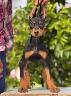 Doberman Pinscher For Sale In Jaipur