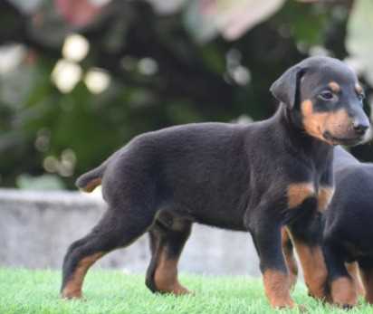 Doberman Pinscher For Sale In Jaipur