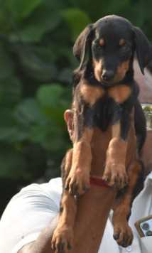 Doberman Pinscher For Sale In Pune