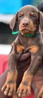 Doberman Pinscher For Sale In Ahmedabad