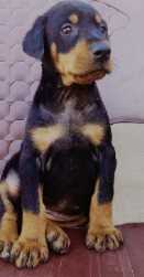 Doberman Pinscher For Sale In Ahmedabad