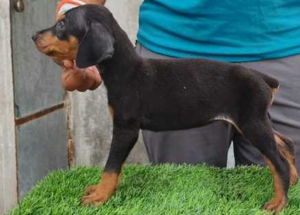 Doberman Pinscher For Sale In Gurgaon