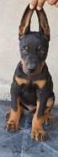 Doberman Pinscher For Sale In Gurgaon