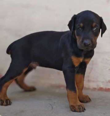Doberman Pinscher For Sale In Delhi
