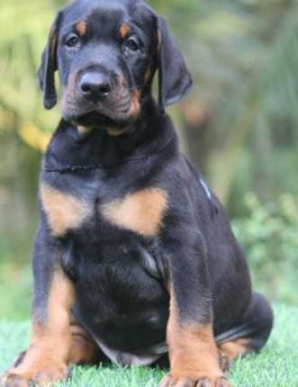 Doberman Pinscher For Sale In Delhi