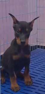 European Doberman For Sale In Bhopal