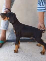 European Doberman For Sale In Bhopal