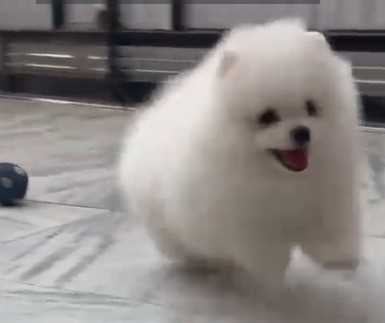 Toy Pom For Sale In Gurgaon