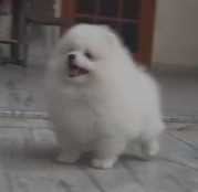 Toy Pom For Sale In Gurgaon