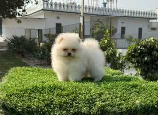 Toy Pom For Sale In Kolkata