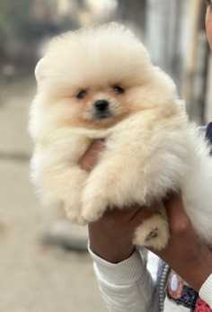 Toy Pom For Sale In Kolkata