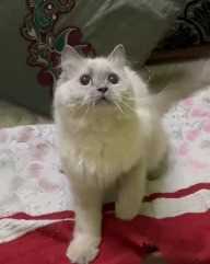 Himalayan For Sale In Gurgaon