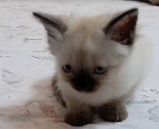 Himalayan For Sale In Gurgaon