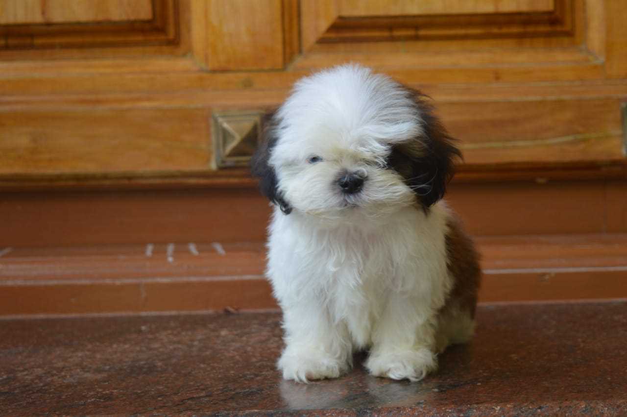 Lhasa Apso For Sale In Bhopal