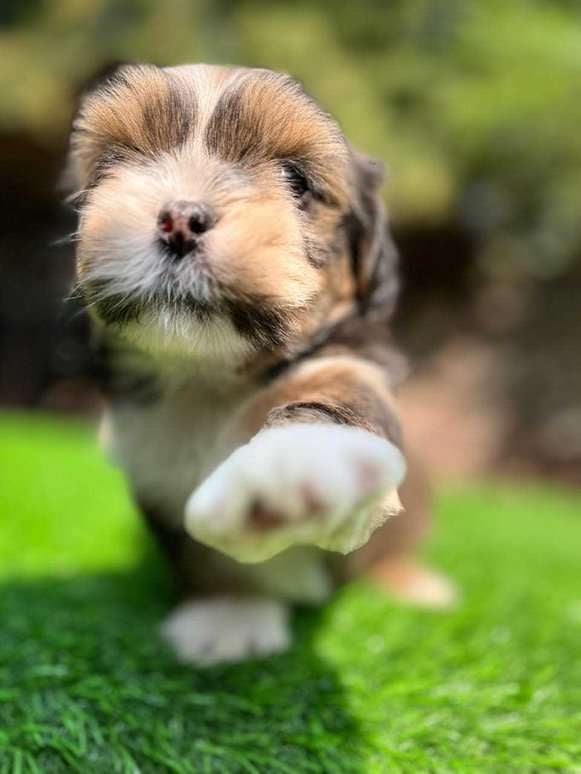 Lhasa Apso For Sale In Bhopal