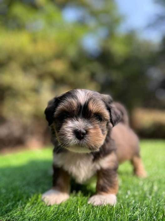 Lhasa Apso For Sale In Bhopal