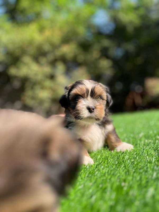 Lhasa Apso For Sale In Bhopal