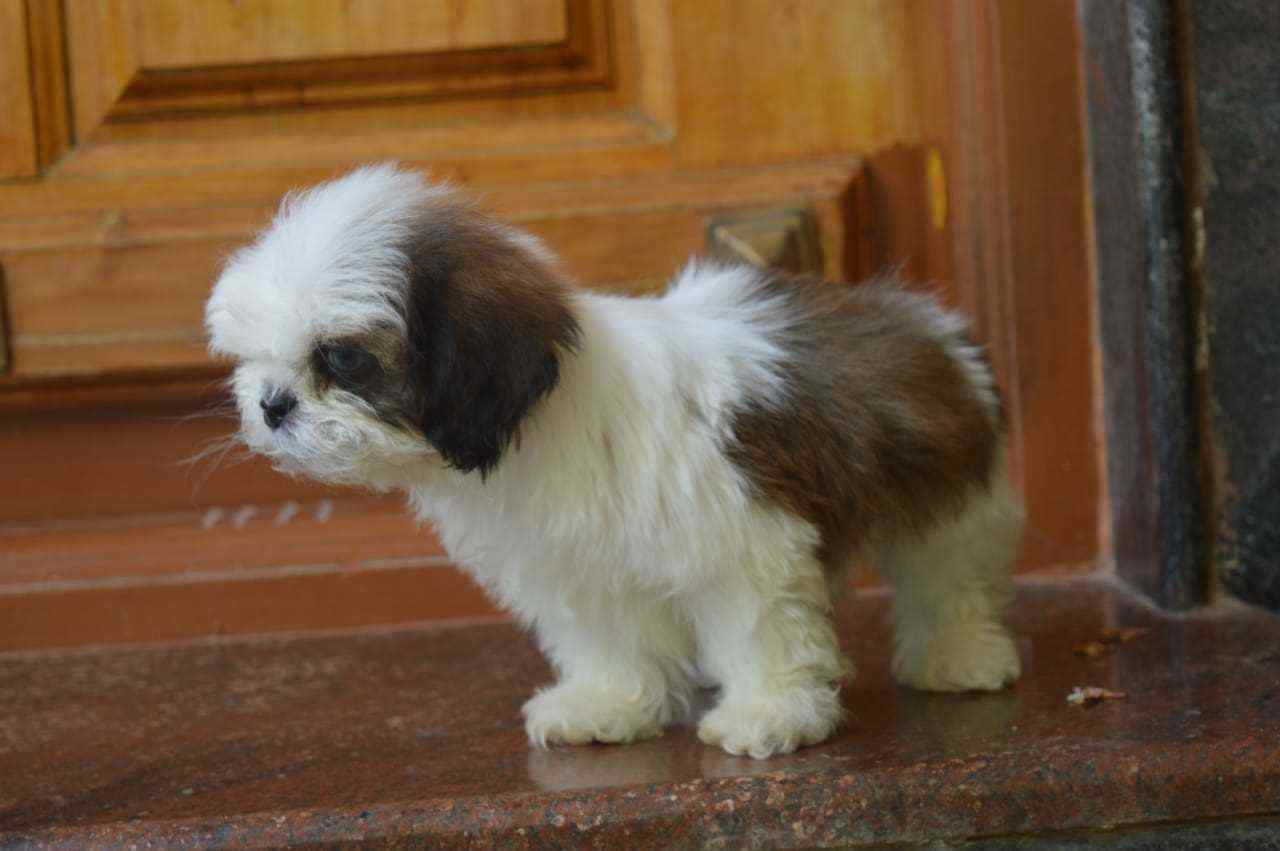 Lhasa Apso For Sale In Bhopal