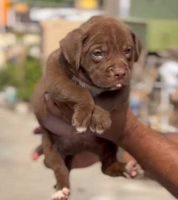 American Bully For Sale In Coimbatore