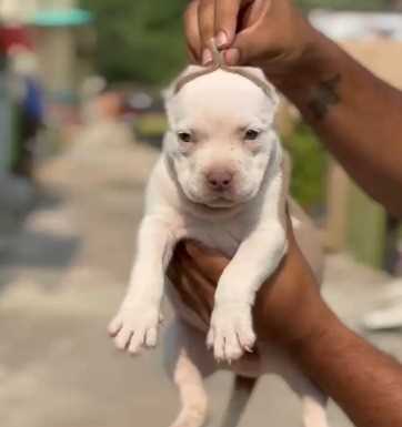 American Bully For Sale In Coimbatore