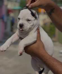 American Bully For Sale In Coimbatore