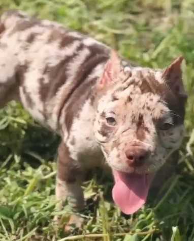 American Bully For Sale In Bhopal