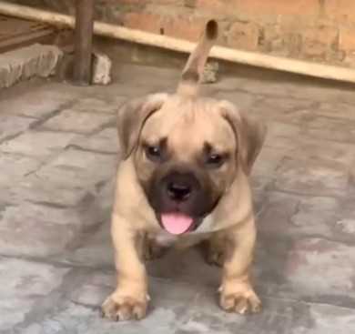 American Bully For Sale In Bhopal