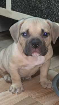 American Bully For Sale In Bhopal