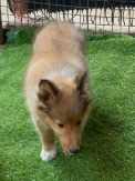Shetland Sheepdog For Sale In Pune