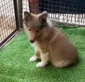 Shetland Sheepdog For Sale In Kolkata