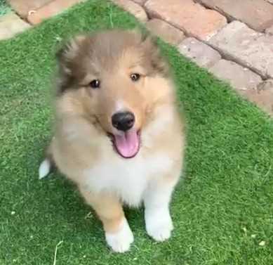 Shetland Sheepdog For Sale In Bhopal