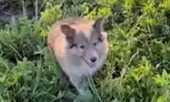 Shetland Sheepdog For Sale In Mumbai
