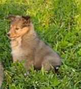 Shetland Sheepdog For Sale In Bangalore
