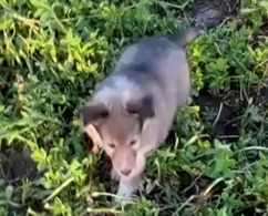 Shetland Sheepdog For Sale In Delhi