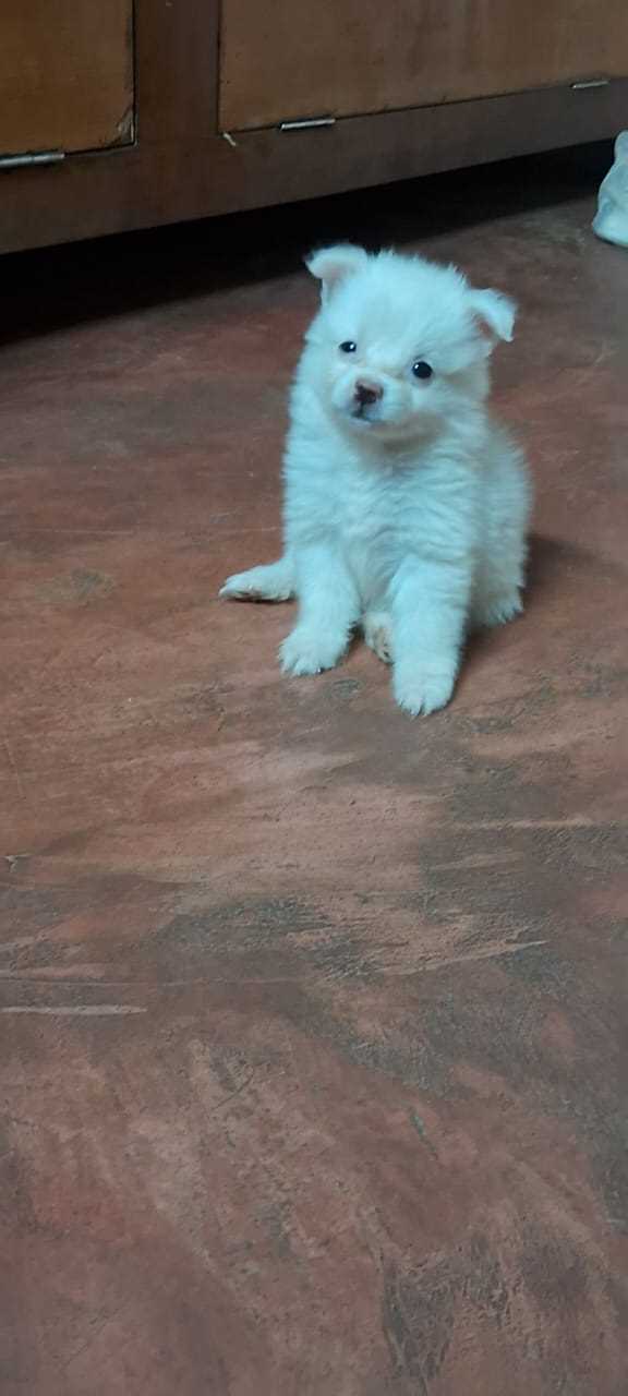 Pomeranian For Sale In Belgaum