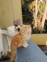 Persian For Sale In Chennai